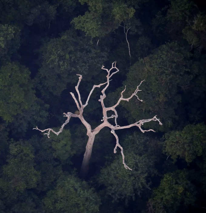 बेहद खतरनाक है अमेजन जंगल