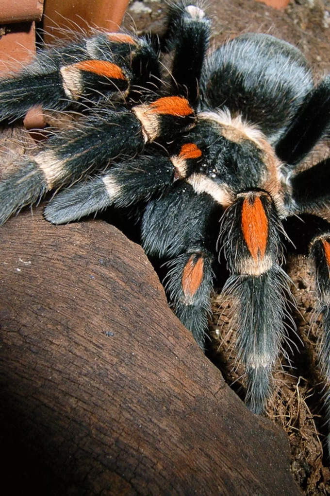 अमेजन की मकड़ियां भी कम खतरनाक नहीं