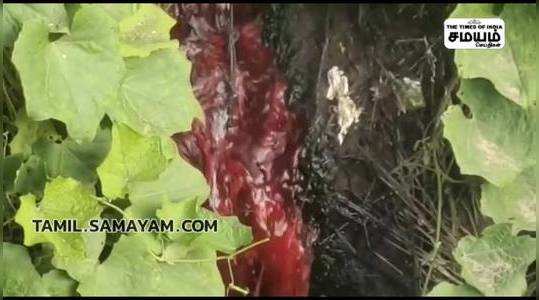 in onnupuram area the impact of dye waste mixing with agricultural land