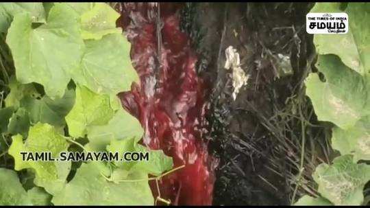 in onnupuram area the impact of dye waste mixing with agricultural land