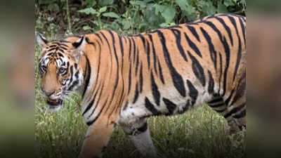 दुधवा नेशनल पार्क में 10 दिनों में 4 बाघों की मौत... CM योगी के आदेश पर जांच, फिर हो गई ये बड़ी कार्रवाई