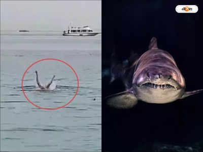 Shark Eats Russian Tourist Video : এ যেন স্পিলবার্গের জস সিনেমা! প্রেমিকার সামনে যুবককে গিলে খেল দানবীয় হাঙর, দেখুন ভিডিয়ো