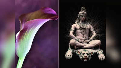 Lord Shiva: মহাদেবের অতি প্রিয় এই ৫ ফুল, শিব ঠাকুরকে খুশি করতে সোমবার এই ফুল দিয়ে তাঁর পুজো করুন