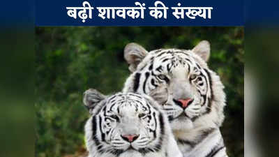 Chhattisgarh News: मैत्री बाग चिड़ियाघर में तीन सफेद बाघ शावकों का जन्म, जानें कुल कितनी हुई संख्या