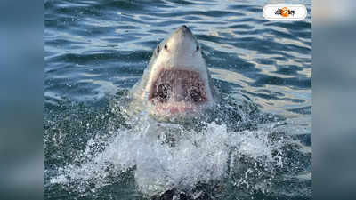 Shark Video : জস সিনেমার ধাঁচেই বদলা! মানুষখেকো দানবীয় হাঙরকে পিটিয়ে খুন