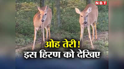 Deer Snake Video: घास छोड़ सांप खाने लगा हिरण, जानिए क्यों यह अशुभ संकेत है