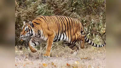Dudhwa News: बाघों की मौत ममाले में दुधवा के फील्‍ड डायरेक्‍टर पर गिरी गाज, बी प्रभाकर हटाए गए