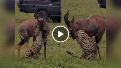 Hiran Cheetah Ki Ladai: शिकार करने आए चीते को हिरण ने चूहे की तरह खदेड़ा, जानवर की हिम्मत देख तालियां पीटने लगेंगे!