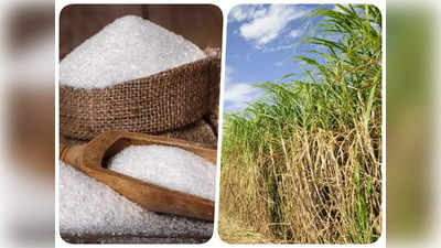 Sugar Export Ban: सस्ती चीनी के लिए सरकार उठाने जा रही ये कदम, आम आदमी को मिलेगी बड़ी राहत, जानिए क्या है तैयारी