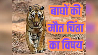 बरेली: दुधवा टाइगर रिजर्व में बाघ की मौत सिर पर चोट लगने से हुई, चार की आई पोस्टमार्टम रिपोर्ट