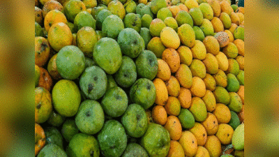 Mango Benefits: लंगड़ा हो या दशहरी, सलीके से खाएंगे तो नहीं करेंगे नुकसान... जानें किस तरह से खाएं आम