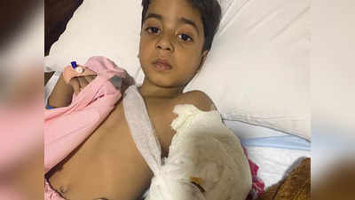 गीता कॉलोनी में लैब्राडोर ने घर में घुसकर 5 साल के बच्चे को काटा, जबड़े में कोहनी लेने से टूटी हड्डी