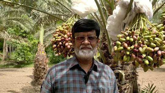 dharmapuri farmer who is engaged in palm cultivation