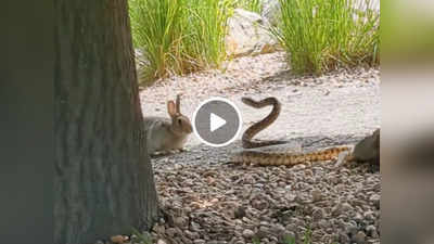 Viral Video : खरगोश को मारने के लिए सांप ने लगा दी पूरी ताकत, लेकिन अंत में खुद ही भागता नजर आया, वीडियो वायरल
