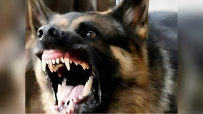 Hapur dog attack: कुत्तों के झुंड ने मासूम के शरीर ने नोचे मांस के टुकड़े, जानिए पूरा मामला?