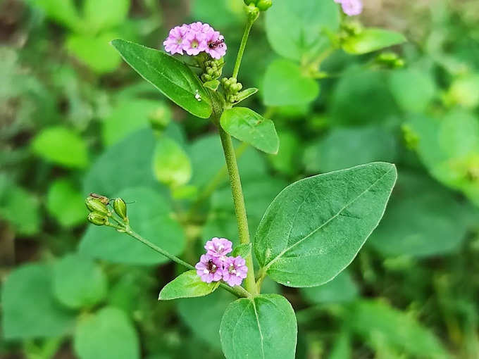 आयुर्वेद से होलिस्टिक केयर  