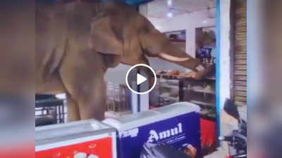 Haathi Ka Video: मिठाई की दुकान से चोरी कर रहा था हाथी, तभी दुकानदार ने किया ऐसा काम कि गजराज चलते बने