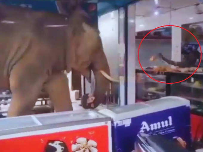इस ट्रिक से दुकानदार ने हाथी को भगाया