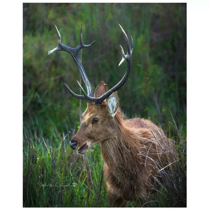 ಕಾನಾ ಹುಲಿ ಸಂರಕ್ಷಿತಾರಣ್ಯದಲ್ಲಿ ಇಶಿತಾ ಕಂಡ swamp deer ಫೋಟೋ ಇದು