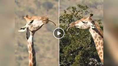 सांप चबाने वाले हिरण के बाद जिराफ का हड्डी खाते हुए वीडियो वायरल, IFS ने बताया ऐसा क्यों करते हैं शाकाहारी जानवर?