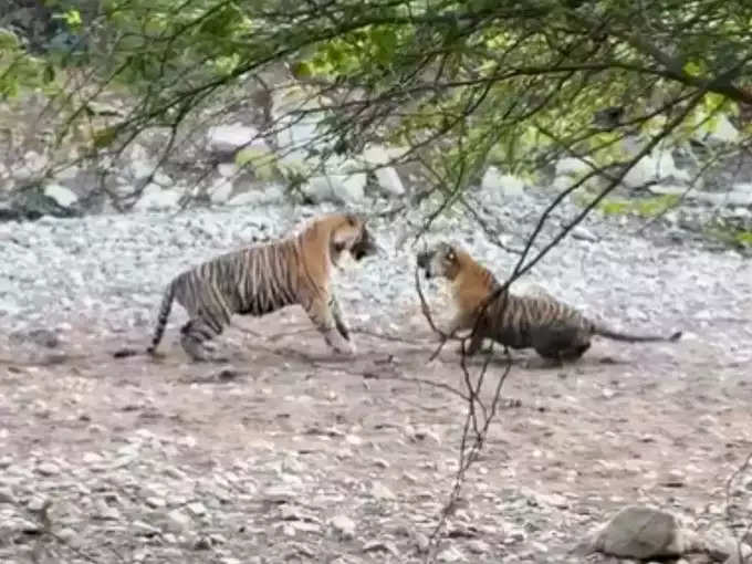 सामने आया था टाइगर की लड़ाई का वीडियो