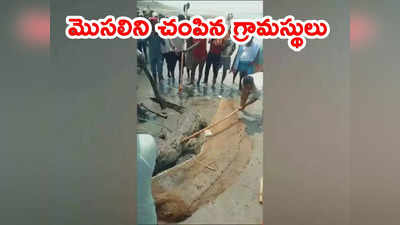 Crocodile: బాలుడిని చంపి తిన్న మొసలి.. కోపంతో మొసలిని కొట్టి చంపిన బంధువులు 