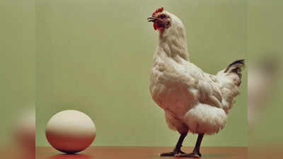 कोंबडी आधी की अंडं? कित्येक वर्षांपासूनचं कोडं सुटलं; शास्त्रज्ञांनी अखेर उत्तर शोधलं