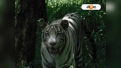 White Tiger In West Bengal: ঘরে আসছে নতুন অতিথি, সিসিটিভির নজরদারিতে হবু মা কিকাকে রাখা হল অন্তঃপুরে