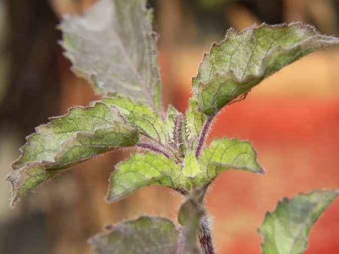 Tulsi Plant