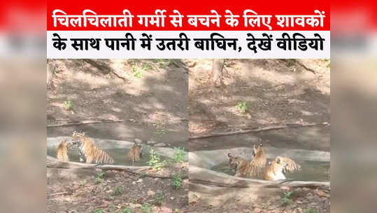 tigress playing with cubs in water in kanha national park video viral
