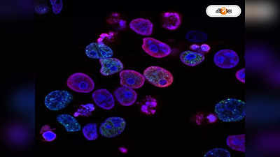 Stem Cell Therapy : গবেষণাগারে তৈরি সিন্থেটিক মানব-ভ্রূণ