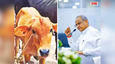 Rajasthan News: लंपी से हुई थी पशुओं की मौत, CM Ashok Gehlot ने किसानों के खातों में ट्रांसफर किए 176 करोड़