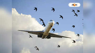 Bird Stuck In Aircraft Windshield : উইন্ডস্ক্রিন ভেঙে ঢুকল পাখি! রক্তাক্ত অবস্থায় বিমান চালালেন পাইলট, দেখুন ভিডিয়ো