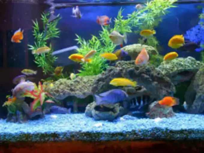 मछलियों को दाना डालें