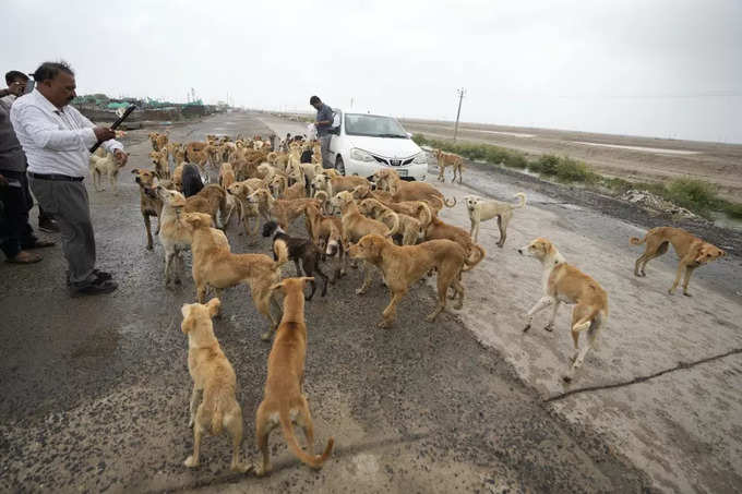 Dog Feeding