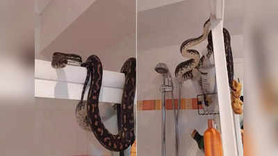 Snake Viral News: শাওয়ারের উপর ওটা কি? অজগর নাকি! প্রাতঃক্রিয়া সারতে গিয়ে আত্মারাম খাঁচাছাড়া ব্যক্তির