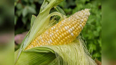 Corn silk Health Benefits: మొక్కజొన్న పీచుతో ఆరోగ్యానికి ఎంత మేలు జరుగుతుందో తెలుసా..?