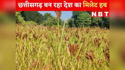 Raipur News Today Live: मिलेट हब बन रहा छत्तीसगढ़, इकलौता राज्य जहां समर्थन मूल्य पर हो रही खरीदी, खेती का रकबा और किसानों की आय में इजाफा