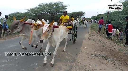 bullock cart race in two sections near kamudi