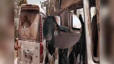 Bihar Crime News: 15 लाख की गाड़ी से चोरी करते थे बकरे, वजह हैरान करने वाला है