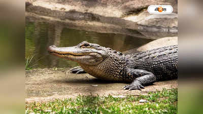 Crocodile Eggs : কুমারী কুমিরের ডিমে ডাইনো-রহস্য!