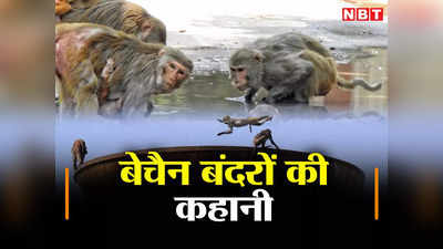 Delhi Monkey Problem: देश की राजधानी दिल्ली में आखिर इतने कटैले क्यों होते जा रहे बंदर?