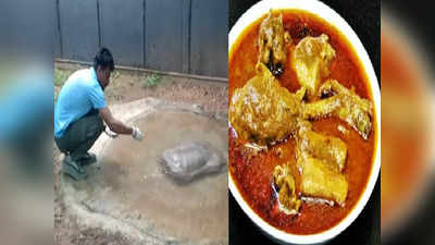 Nagpur News: खाईन तर चिकनशी, नाहीतर उपाशी; नागपूरच्या सावजी चिकनची चटक लागलेल्या कासवाची चर्चा
