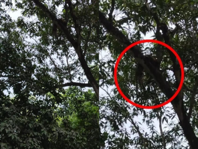 Valmiki Tiger Reserve: पेड़ से लटका मिला तेंदुआ का शव, नजर पड़ते ही उड़े लोगों के होश