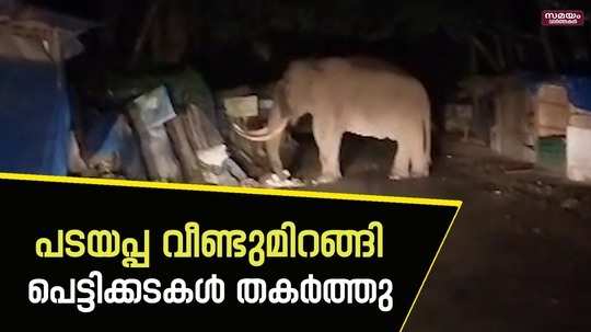 in munnar an elephant named padayappa once again destroyed the stores at ecopoint