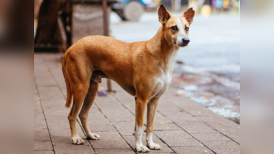 दिल्ली के इस इलाके में लाल कुत्ते का आतंक, 5 से 7 लोगों को बना चुका शिकार, पुलिस और एमसीडी से नहीं मिली मदद