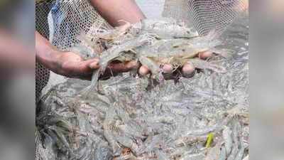 सीतामढ़ी: नीली क्रांति की नई इबारत, हर साल बढ़ रहा मछली का उत्पादन, 60 फीसदी लोग मछली के शौकीन