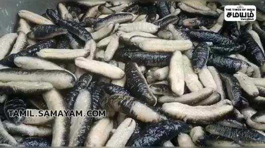 increase in smuggling of sea cucumber to sri lanka by boat