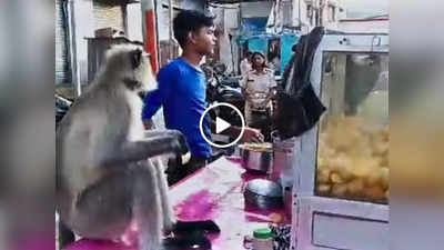 Langur Eating Panipuri: गुजरात में ठेले पर बैठकर मजे से गोलगप्पे खाते दिखा बंदर, वीडियो इंटरनेट पर छा गया