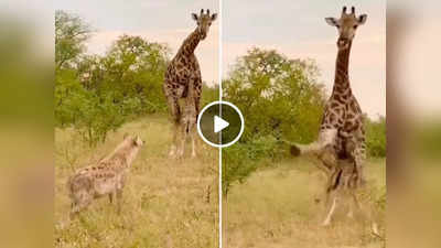 Hyena Attack Giraffe Calf: लकड़बग्घा करने चला था जिराफ के बच्चे का शिकार, लेकिन मां की ताकत के आगे उसकी एक ना चली